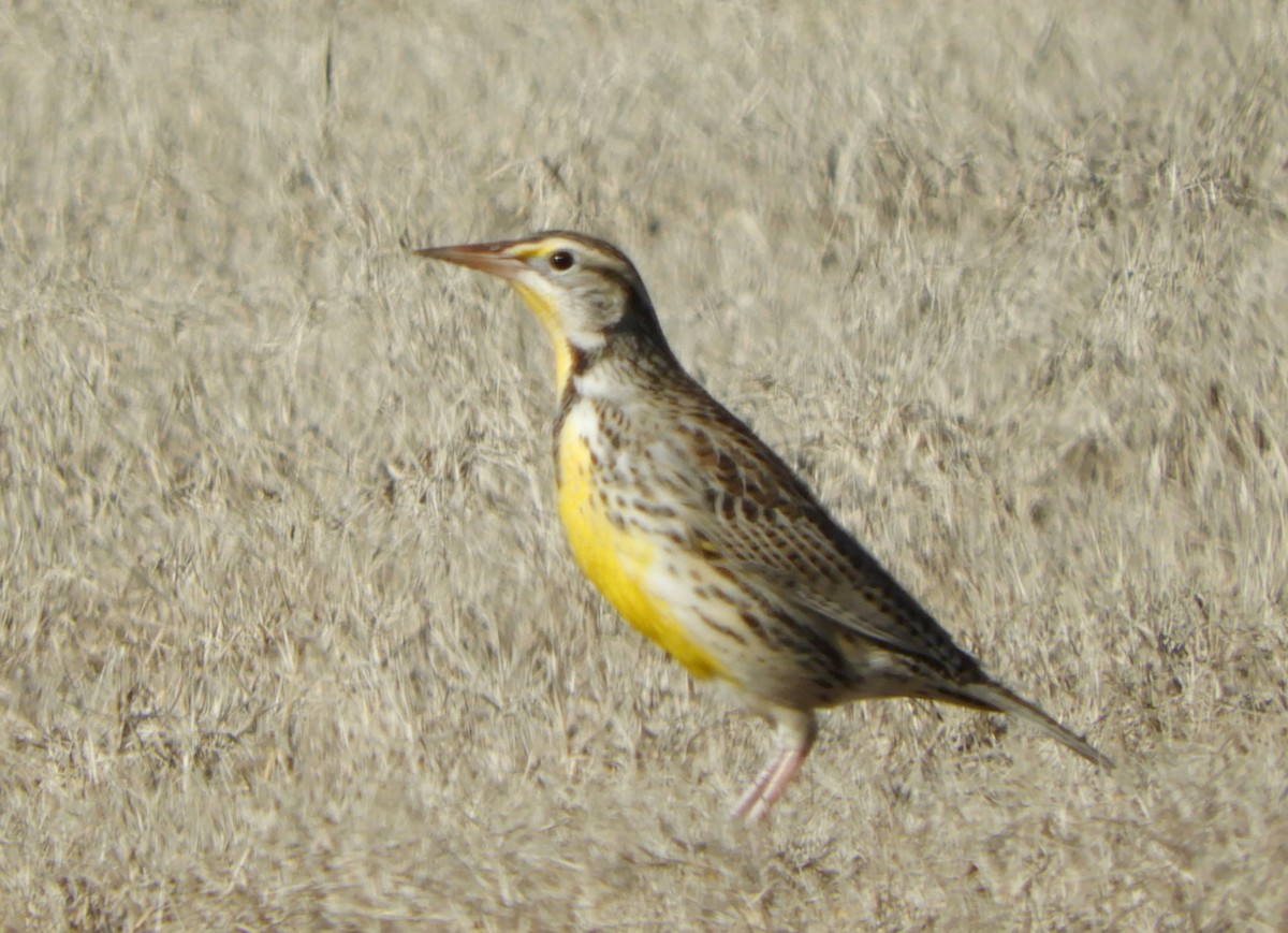 Eastern Meadowlark - Joe Neal