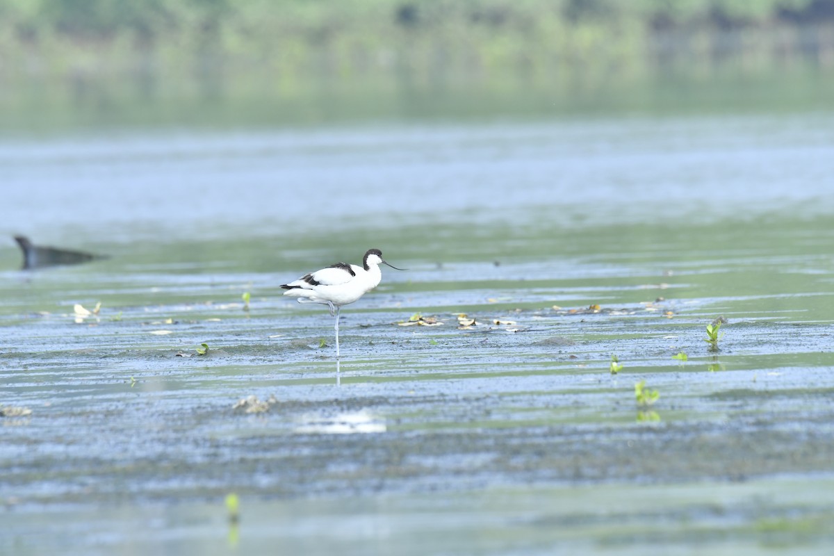 Pied Avocet - SREEJESH NELLIKODE