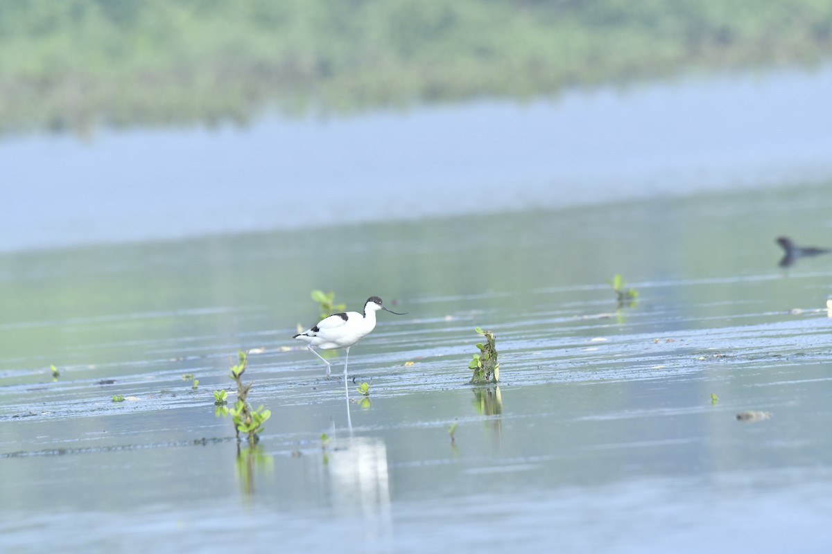 Pied Avocet - SREEJESH NELLIKODE