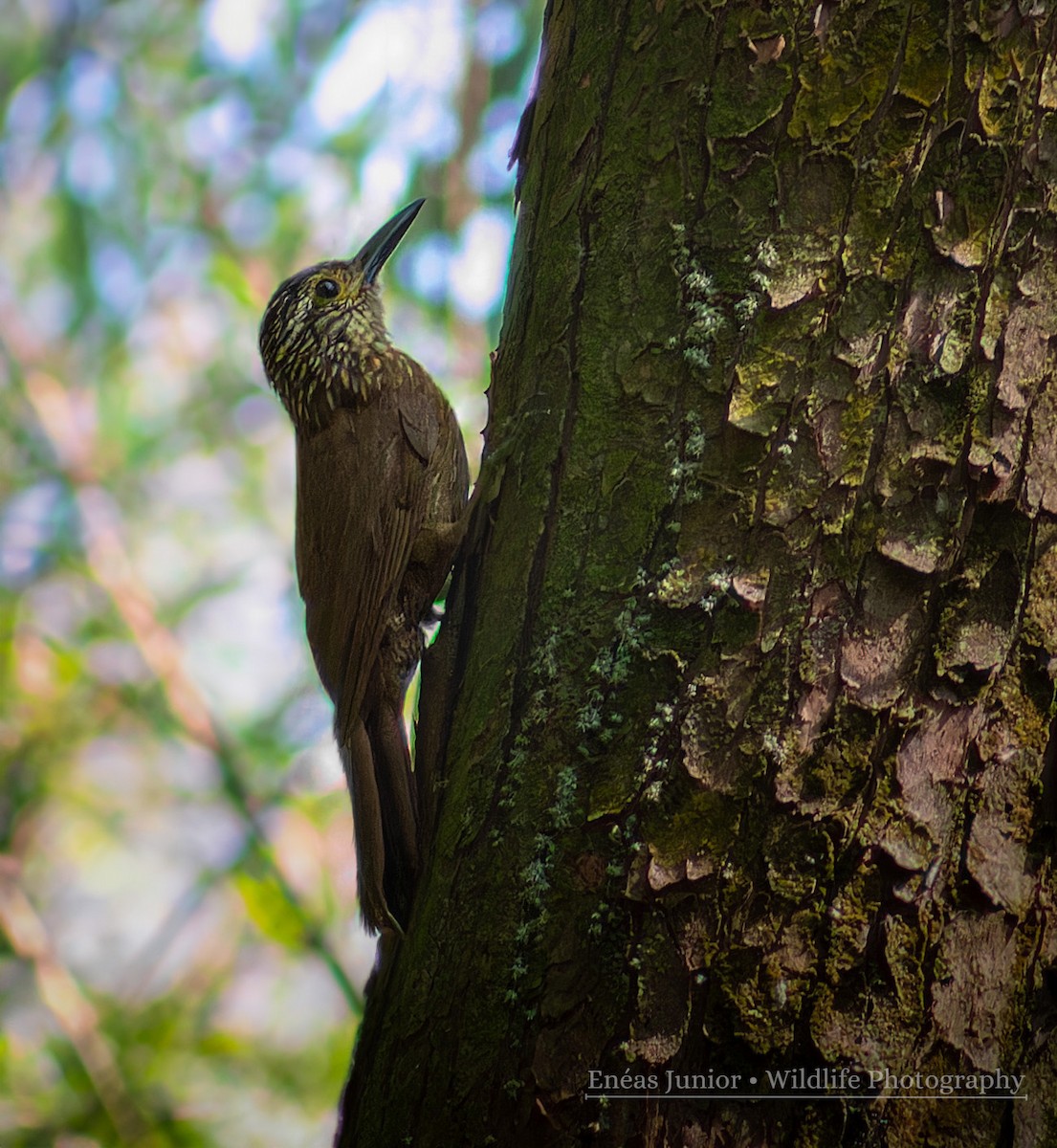 Planalto Woodcreeper - Enéas Junior