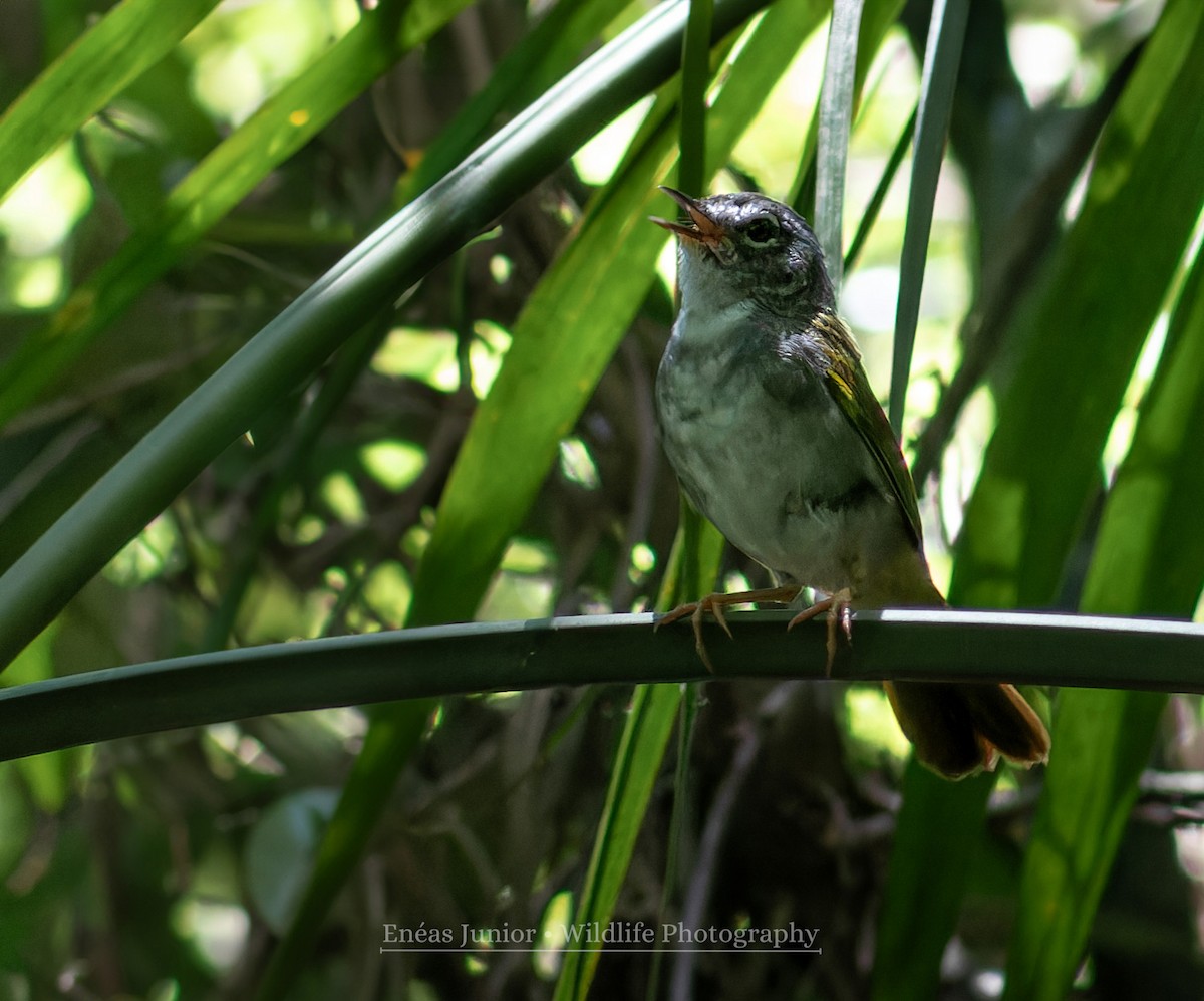 White-browed Warbler - Enéas Junior