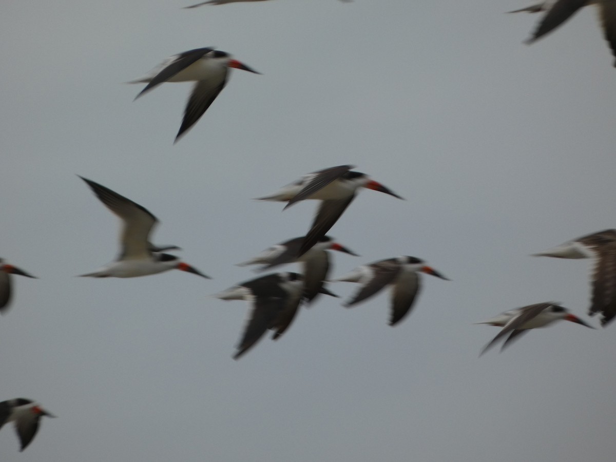 Black Skimmer - ML612873984