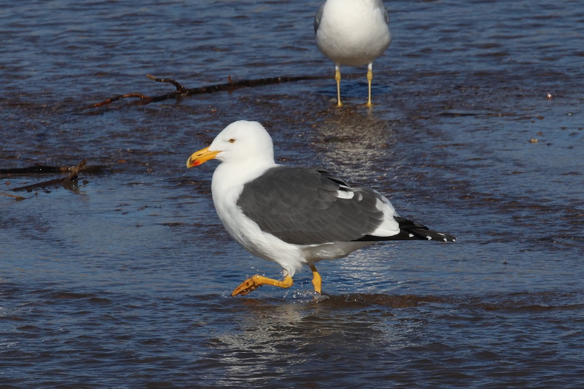 Yellow-footed Gull - ML612873990