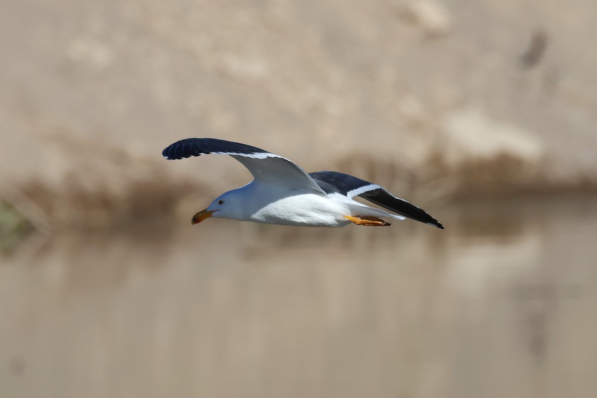 Yellow-footed Gull - ML612873991