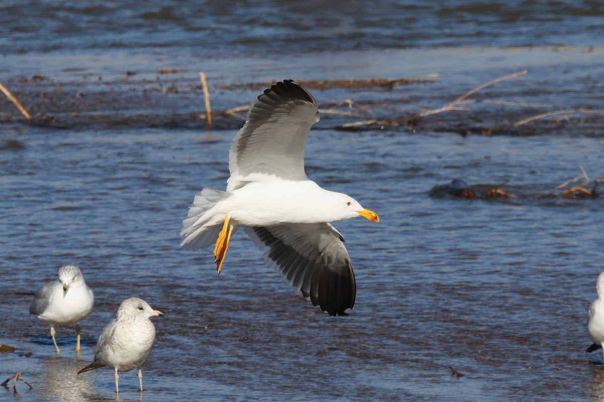 Yellow-footed Gull - Mike Malmquist