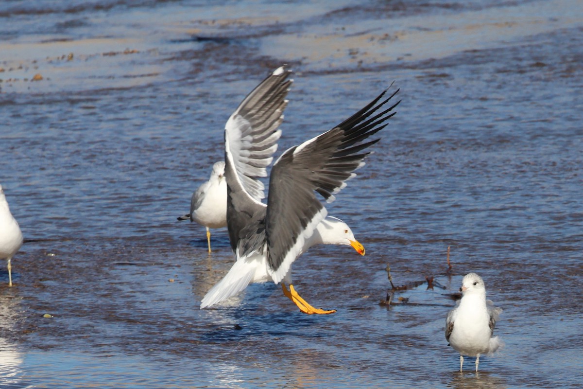 Yellow-footed Gull - ML612873993