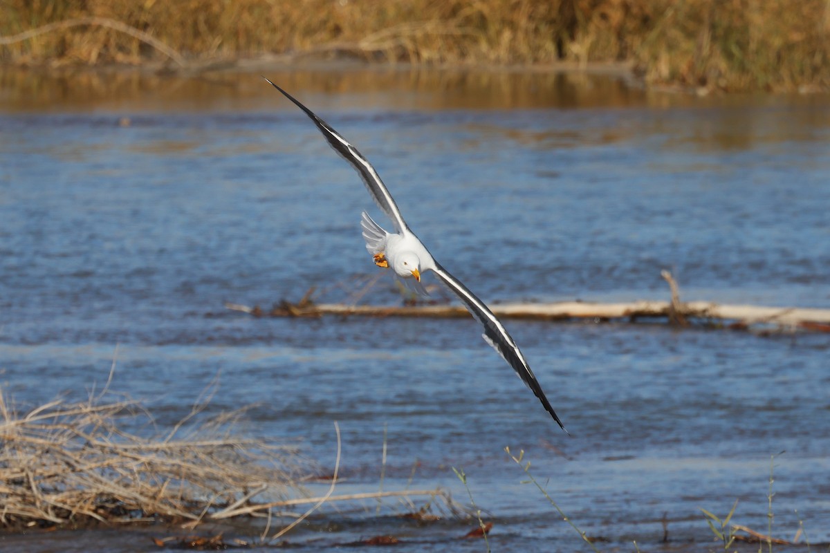 Yellow-footed Gull - ML612873994