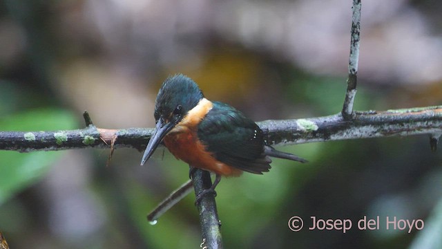 American Pygmy Kingfisher - ML612874169