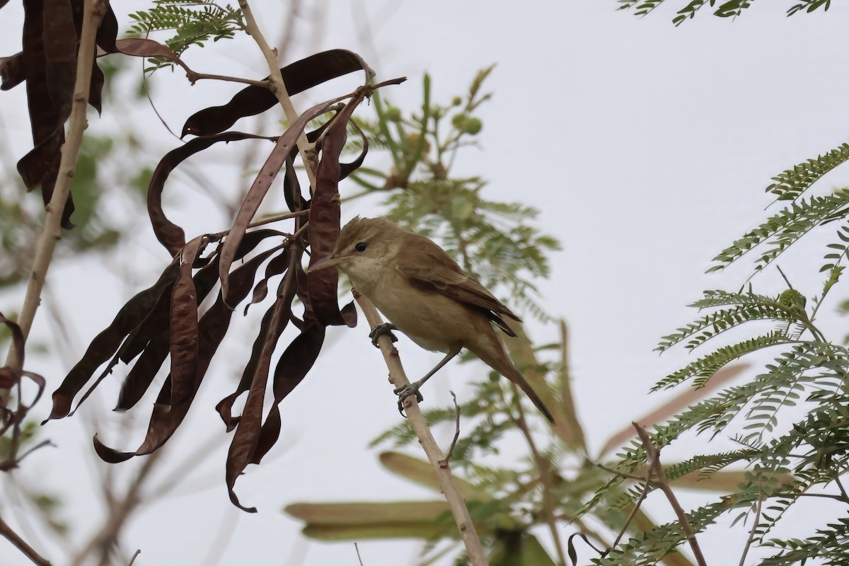 Oriental Reed Warbler - RIIO LU