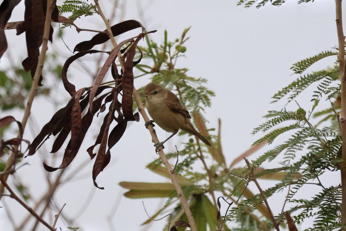 Oriental Reed Warbler - RIIO LU