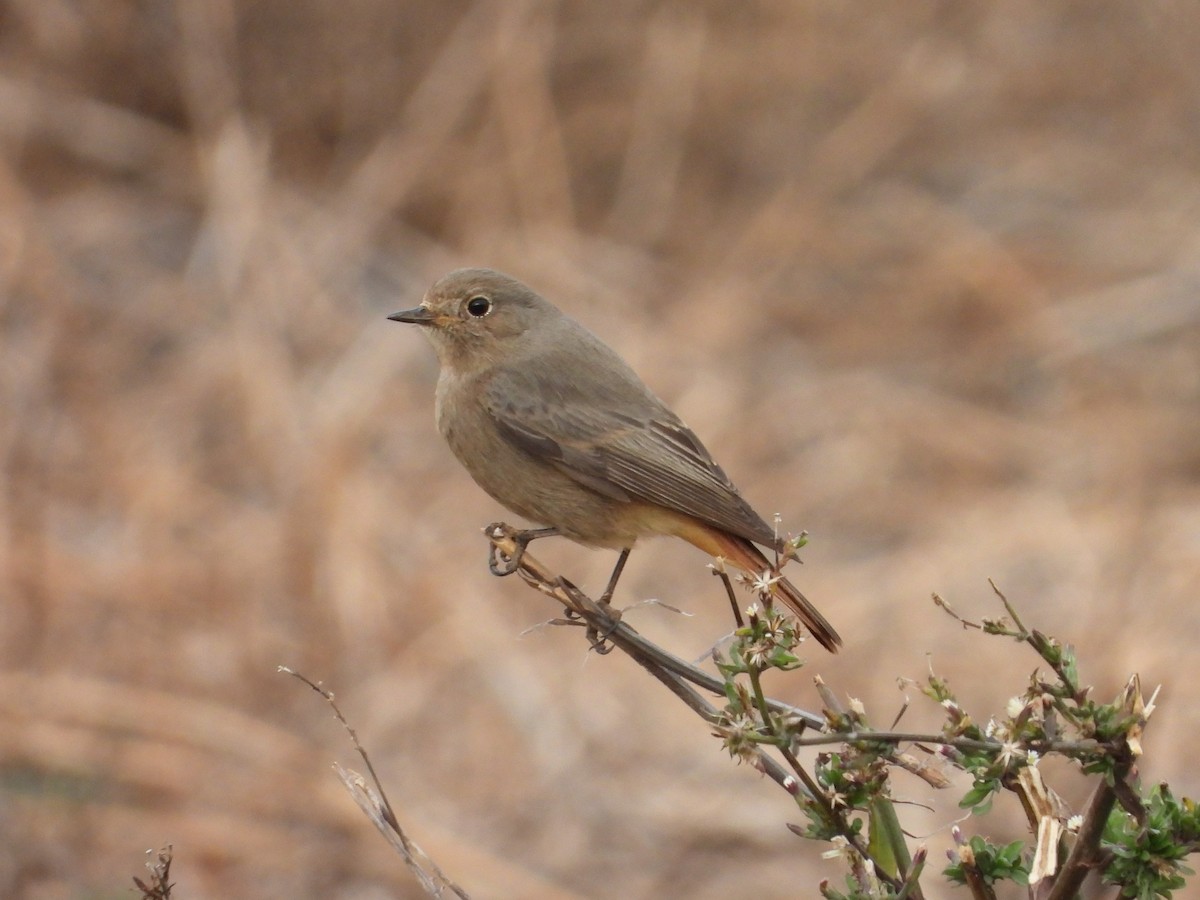 Black Redstart - ML612874281