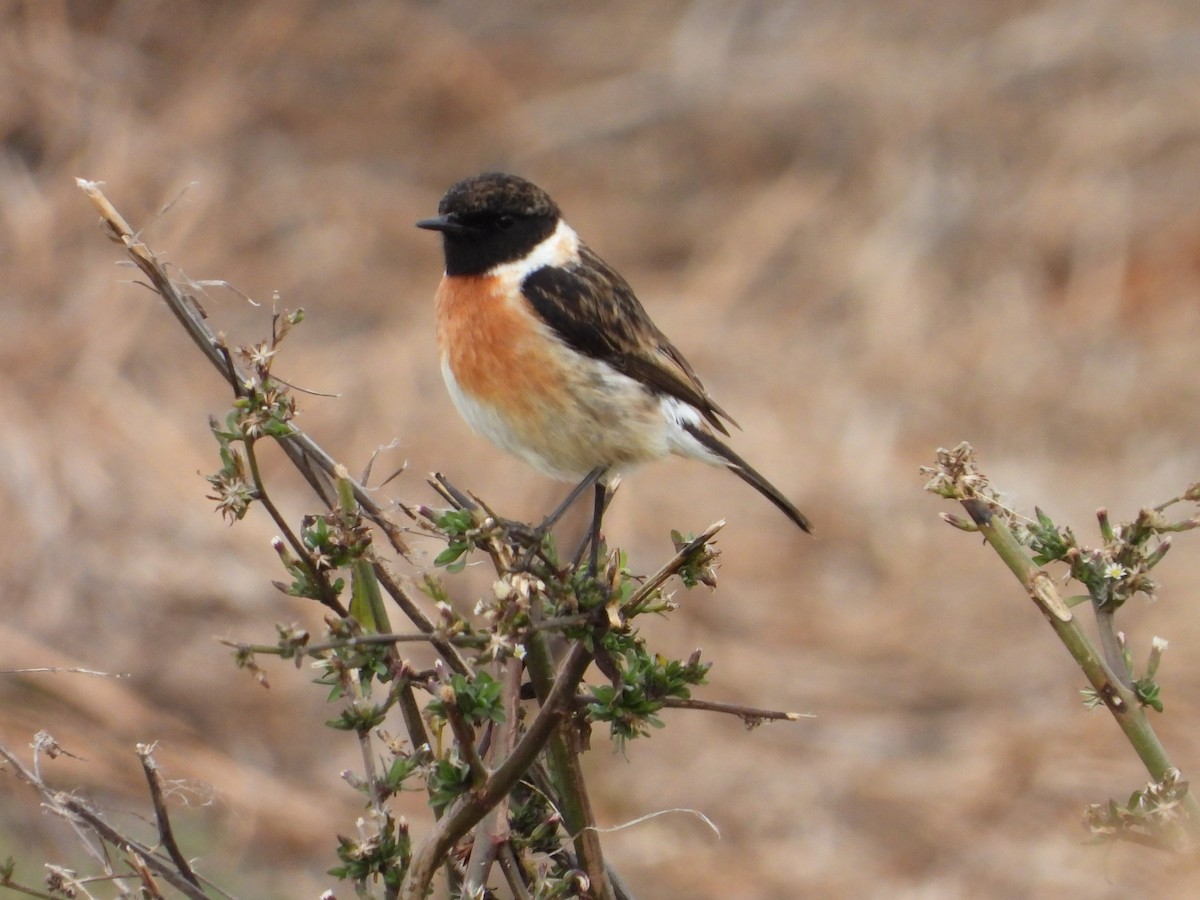 European Stonechat - ML612874290