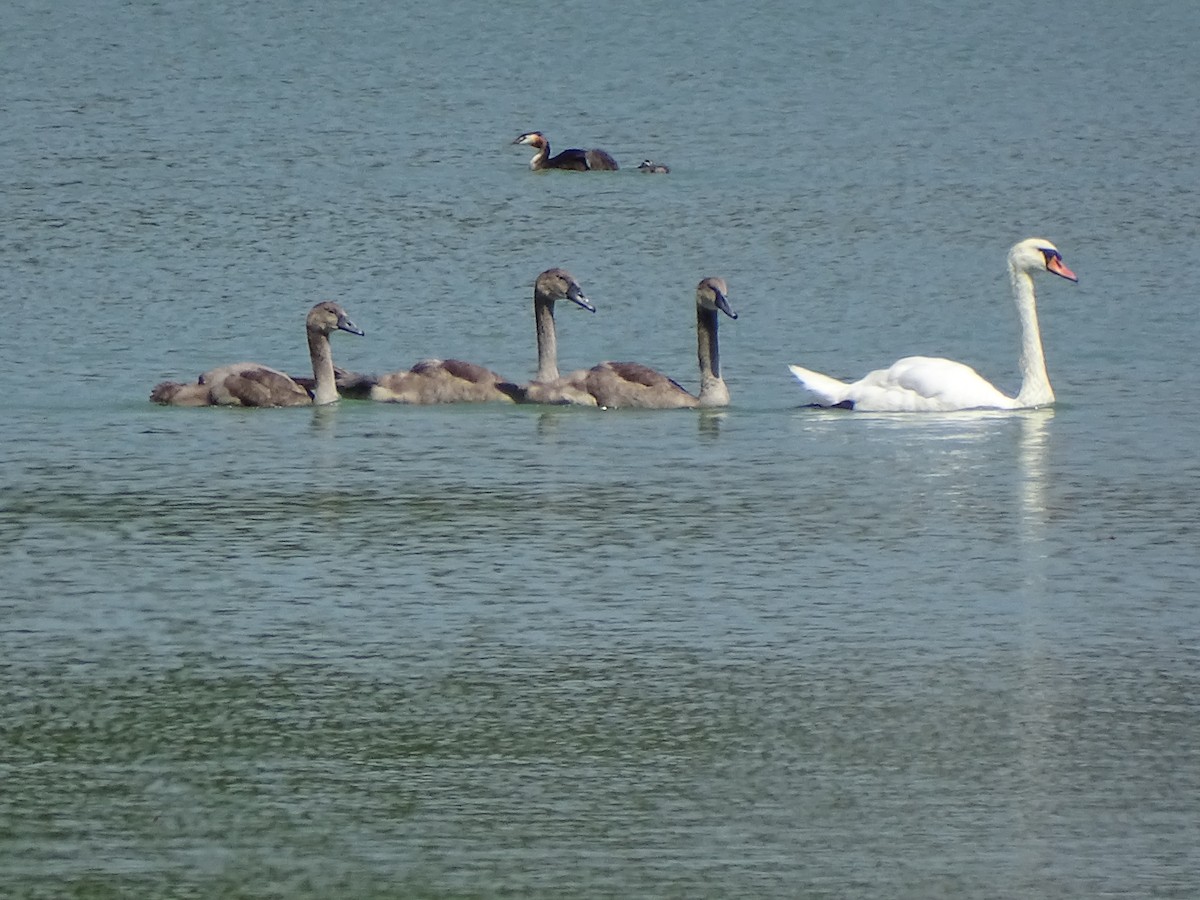 Mute Swan - ML612874361