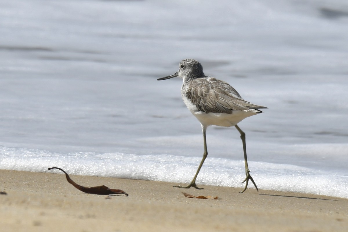 Common Greenshank - Mohan Bala