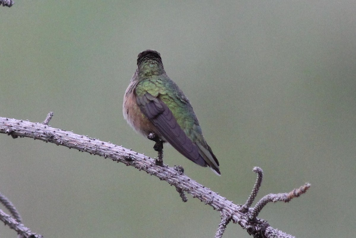 Rufous Hummingbird - ML612874470