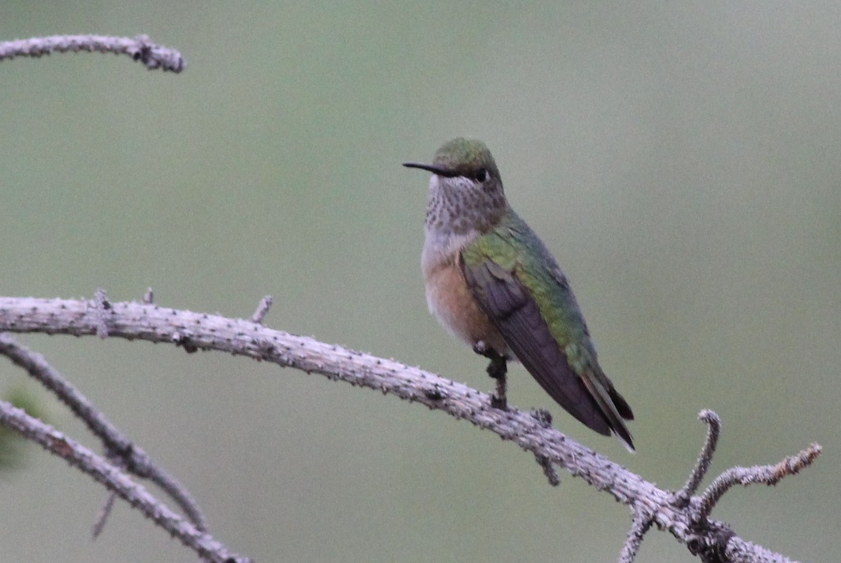 Rufous Hummingbird - ML612874471