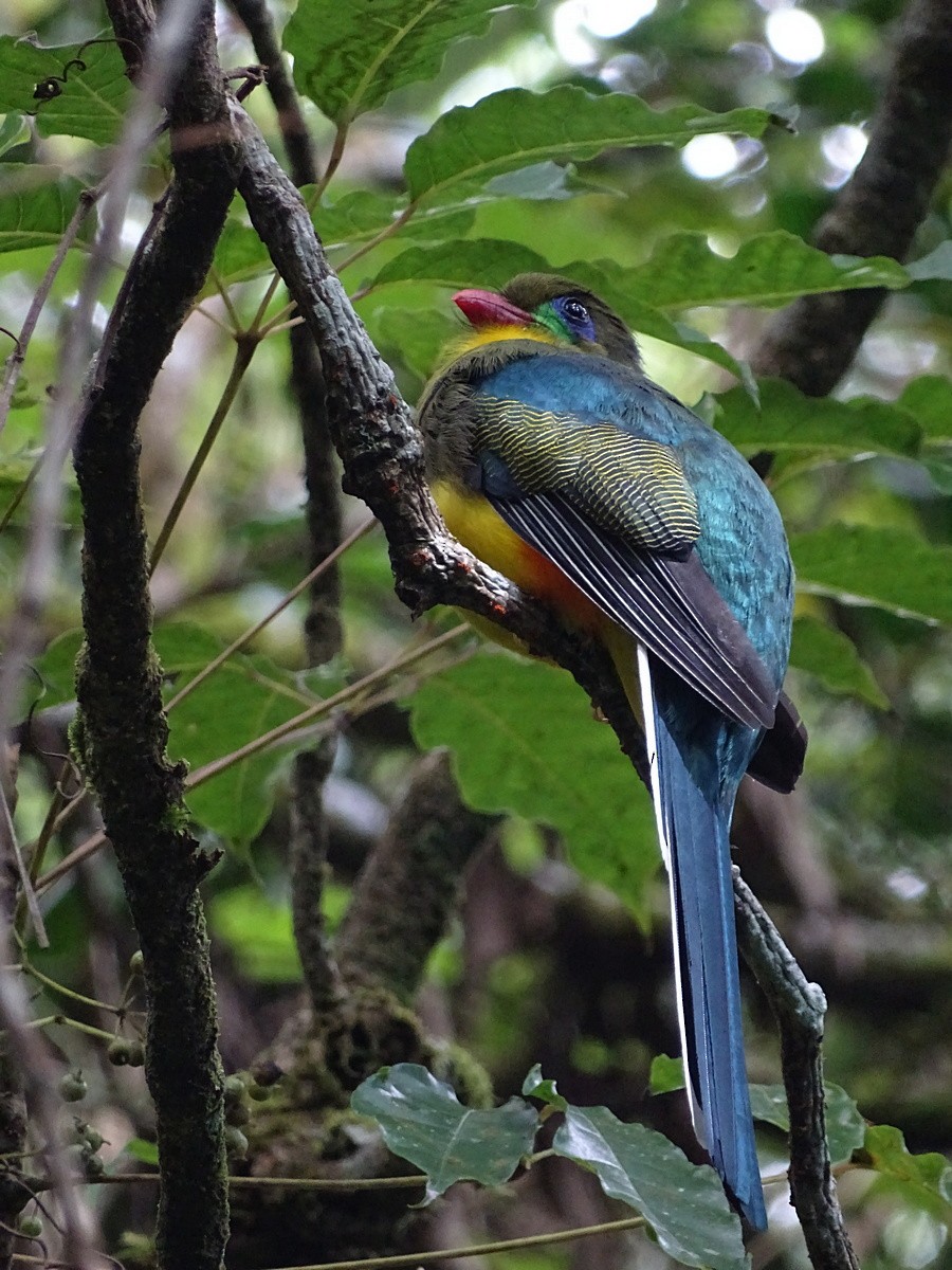 trogon jávský - ML612874502