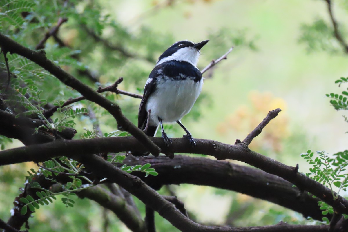 Chinspot Batis - ML612874549