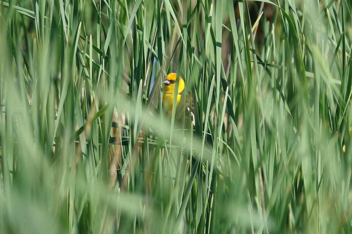 Yellow-headed Blackbird - Dave Williams