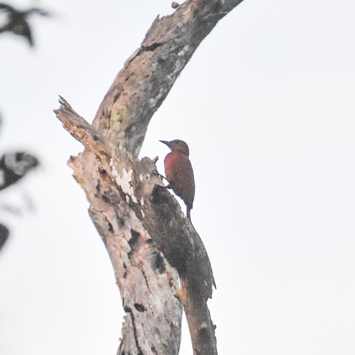 Rufous Woodpecker - Regin Ross