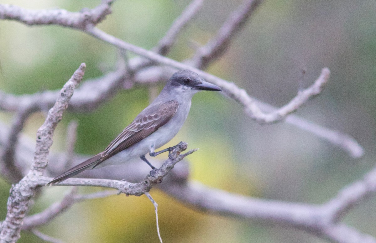 Gray Kingbird - Andre Moncrieff