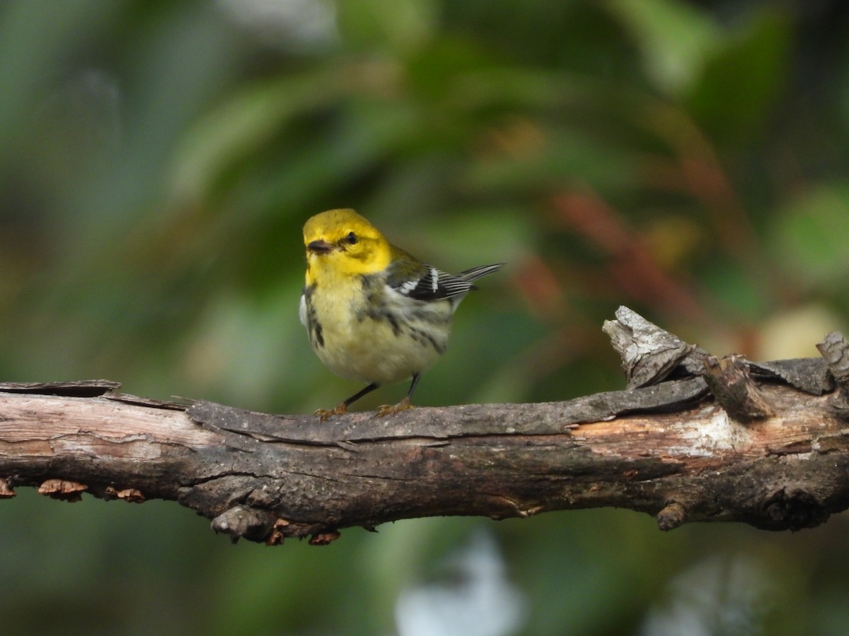 Black-throated Green Warbler - ML612874637