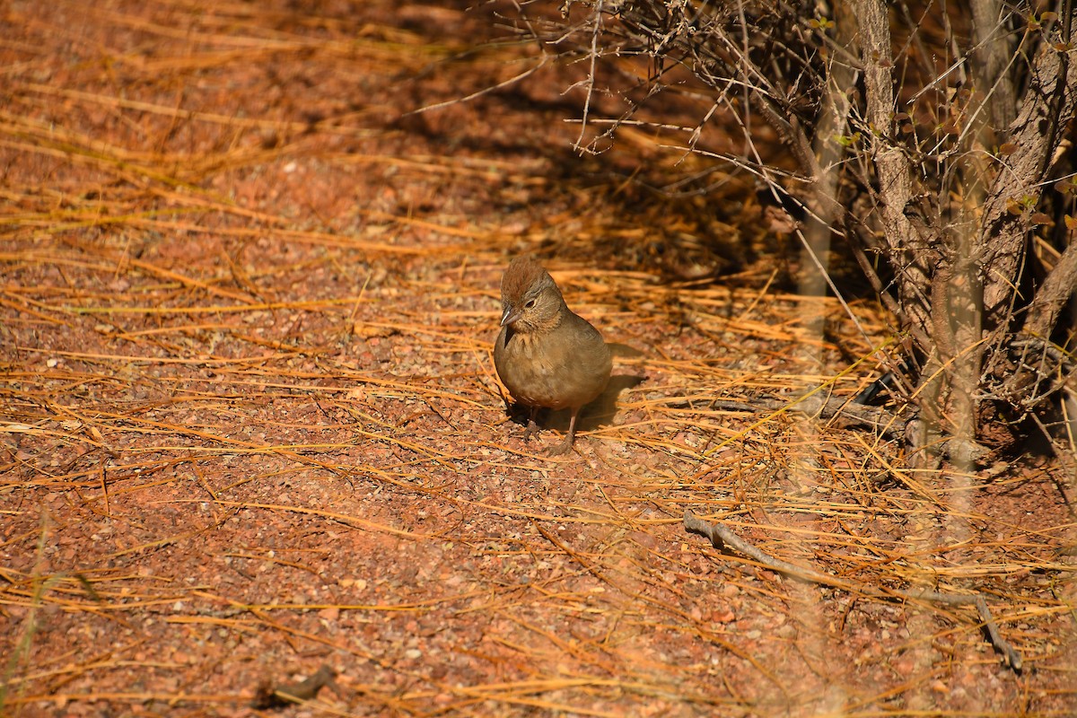 Canyon Towhee - ML612874654