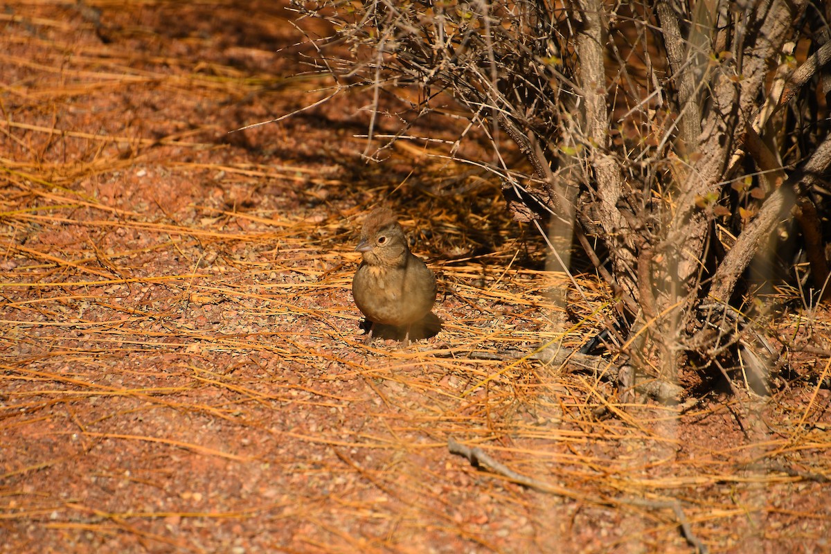 Canyon Towhee - ML612874655