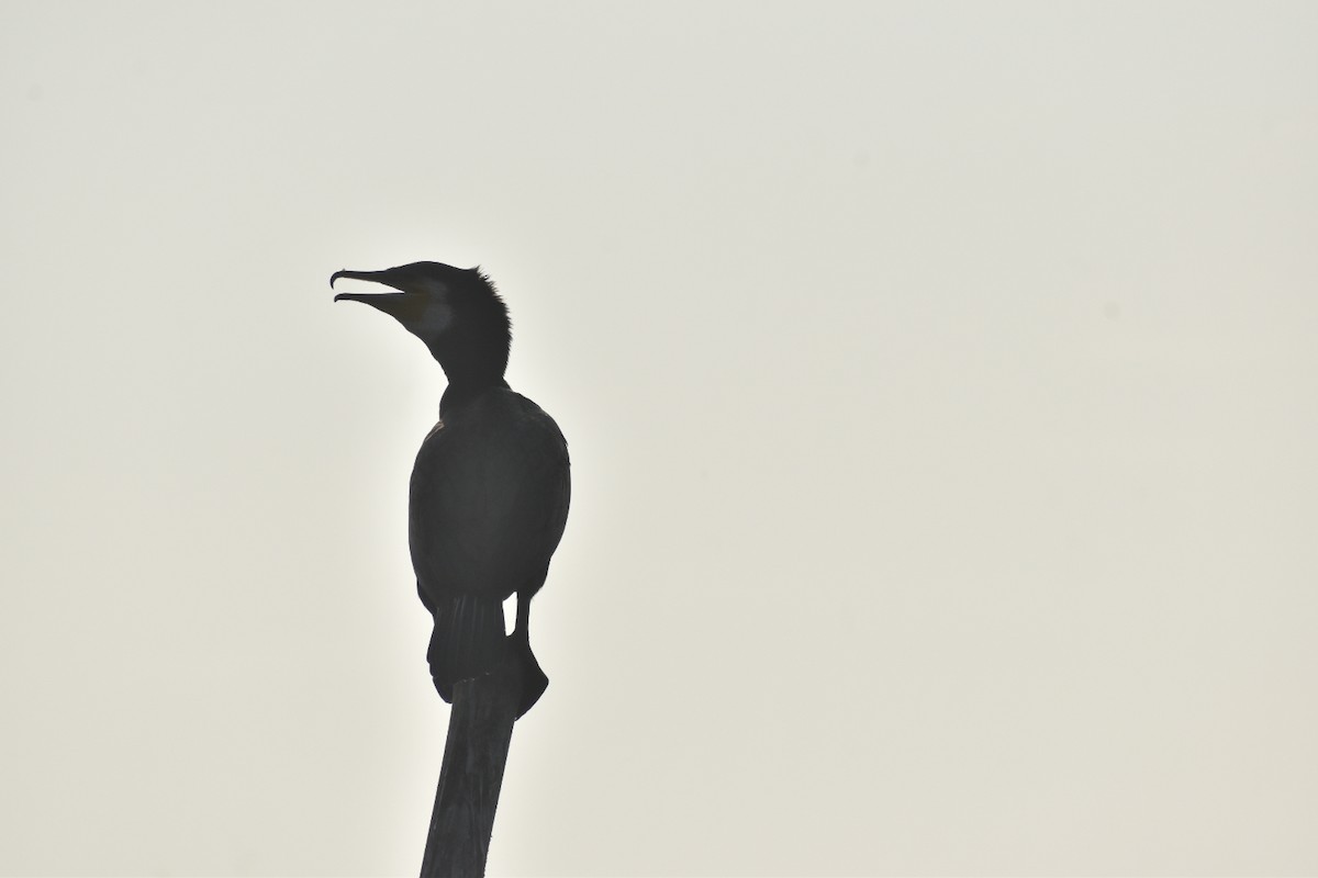 Great Cormorant - Regin Ross