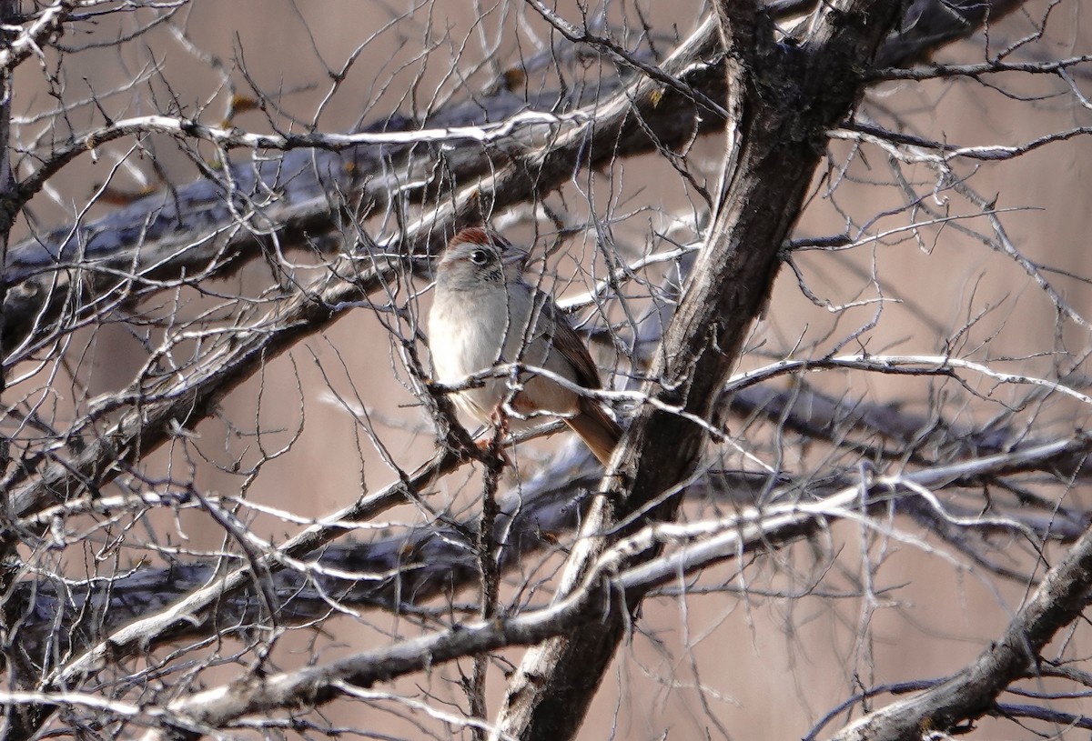 Rufous-crowned Sparrow - ML612874691