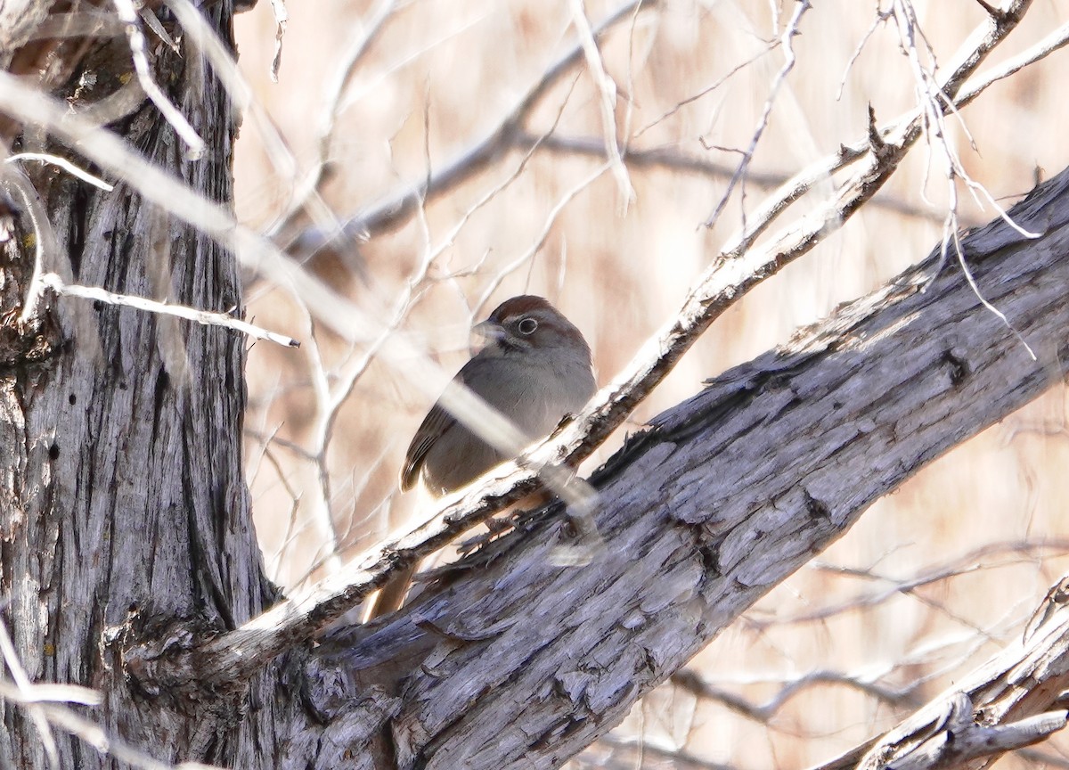 Rufous-crowned Sparrow - ML612874699