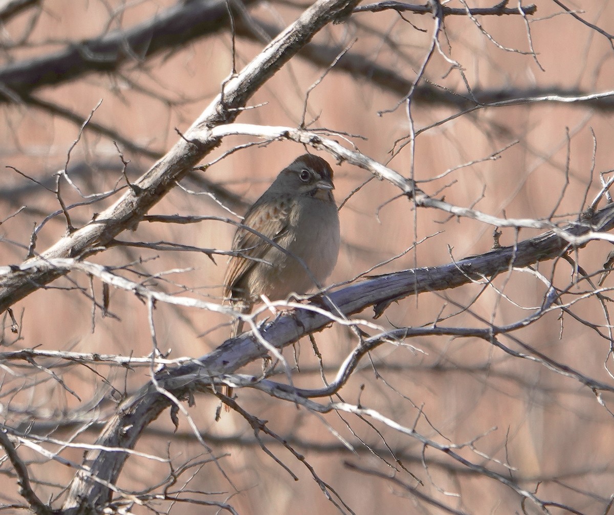 Rufous-crowned Sparrow - ML612874722