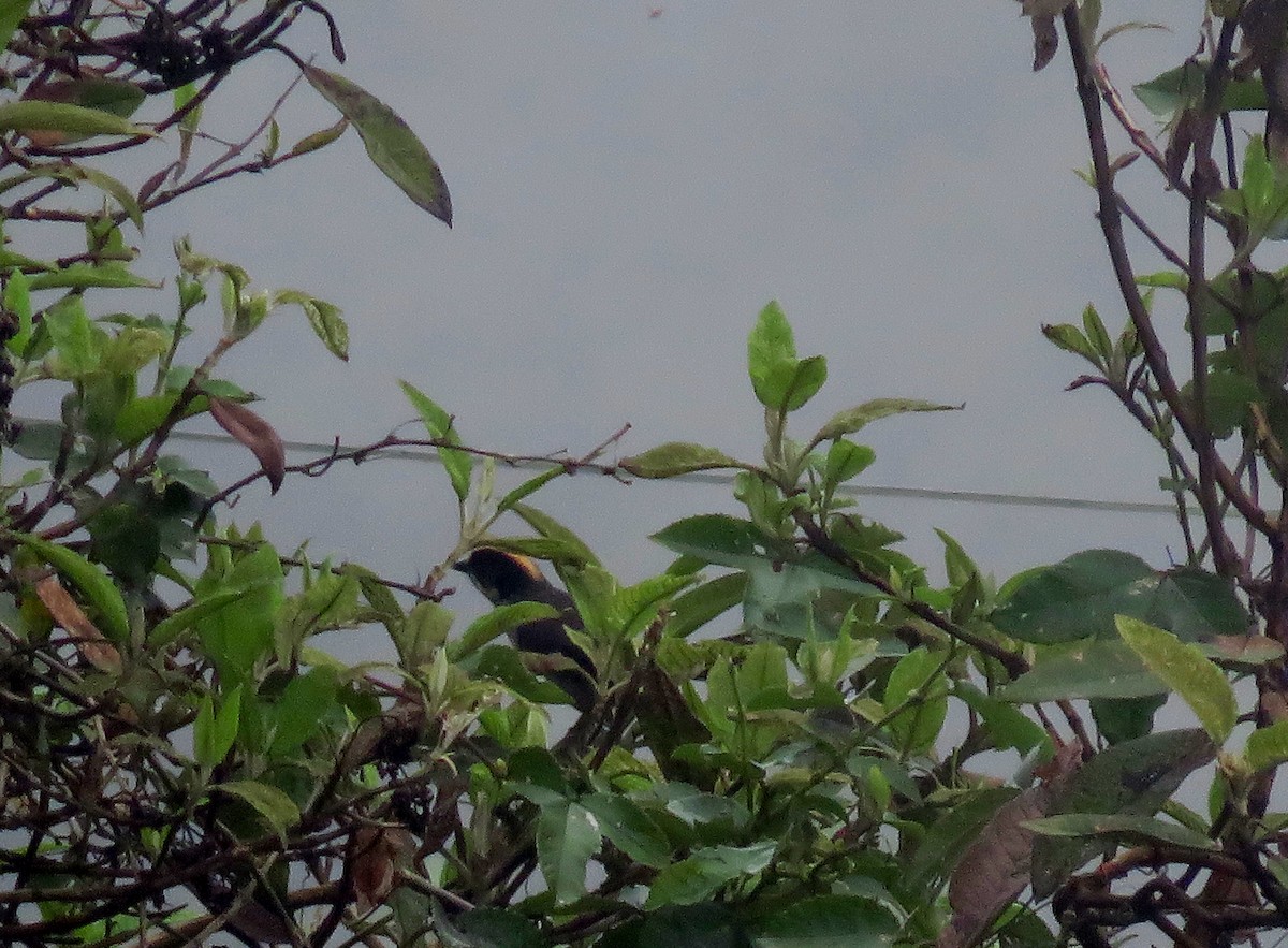 White-winged Brushfinch (White-winged) - ML612874724