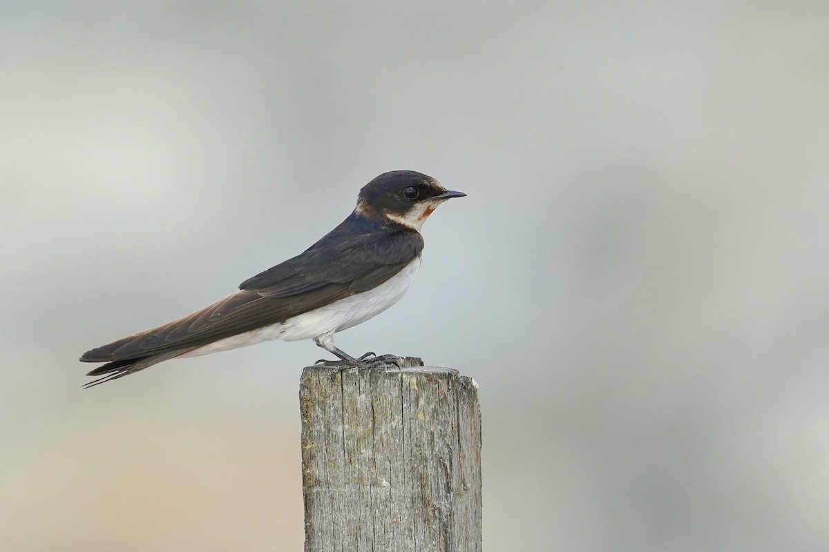 Barn Swallow - ML612874726