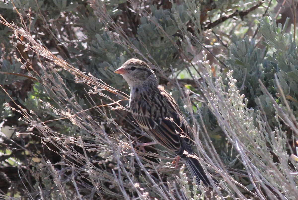 Chipping Sparrow - Margaret Viens