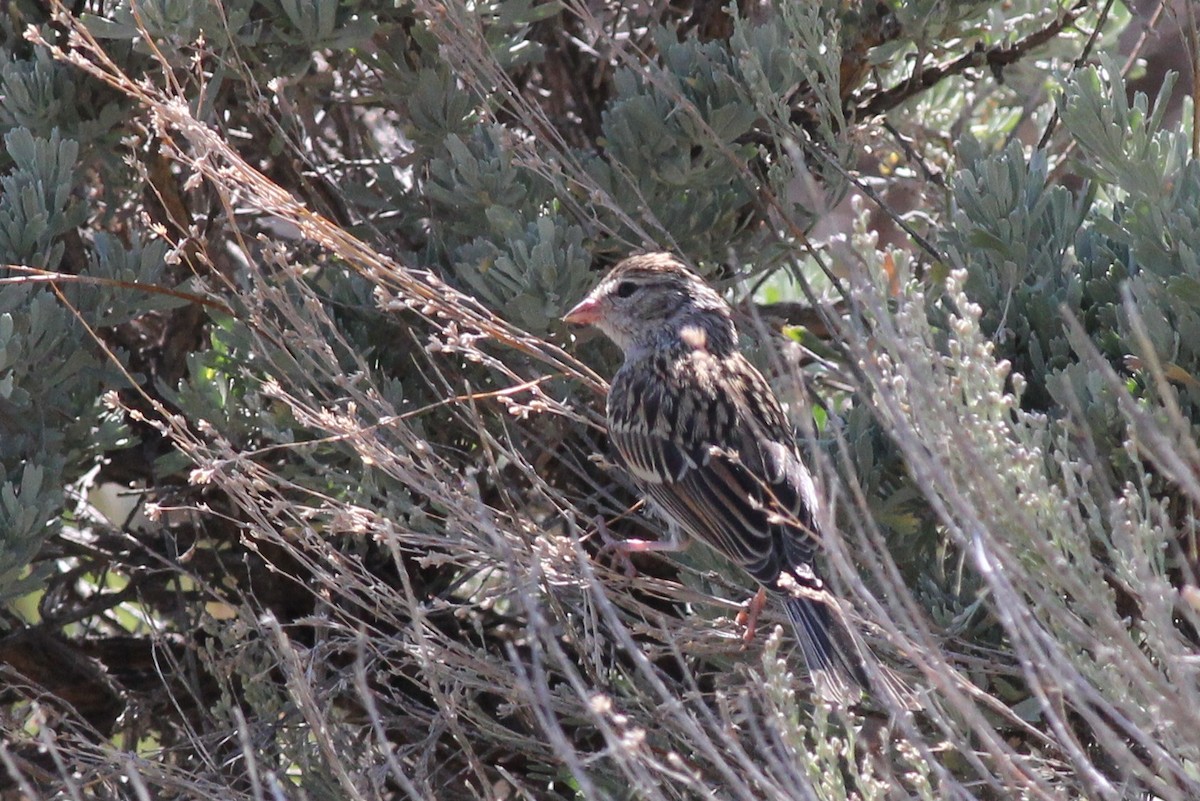 Chipping Sparrow - ML612874753