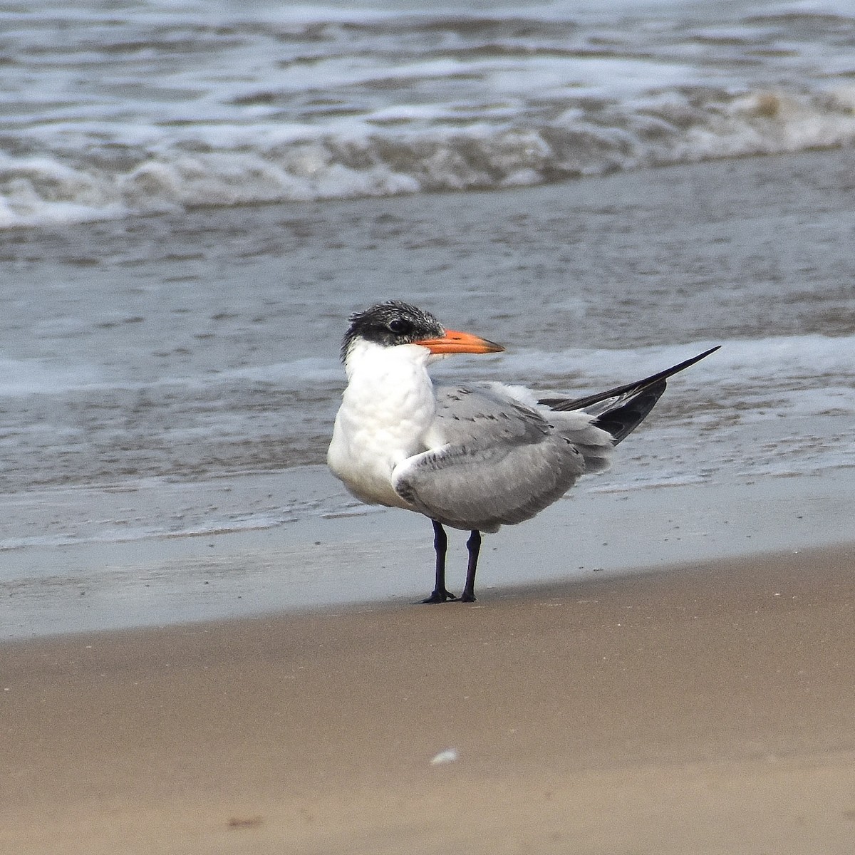 Caspian Tern - ML612874768