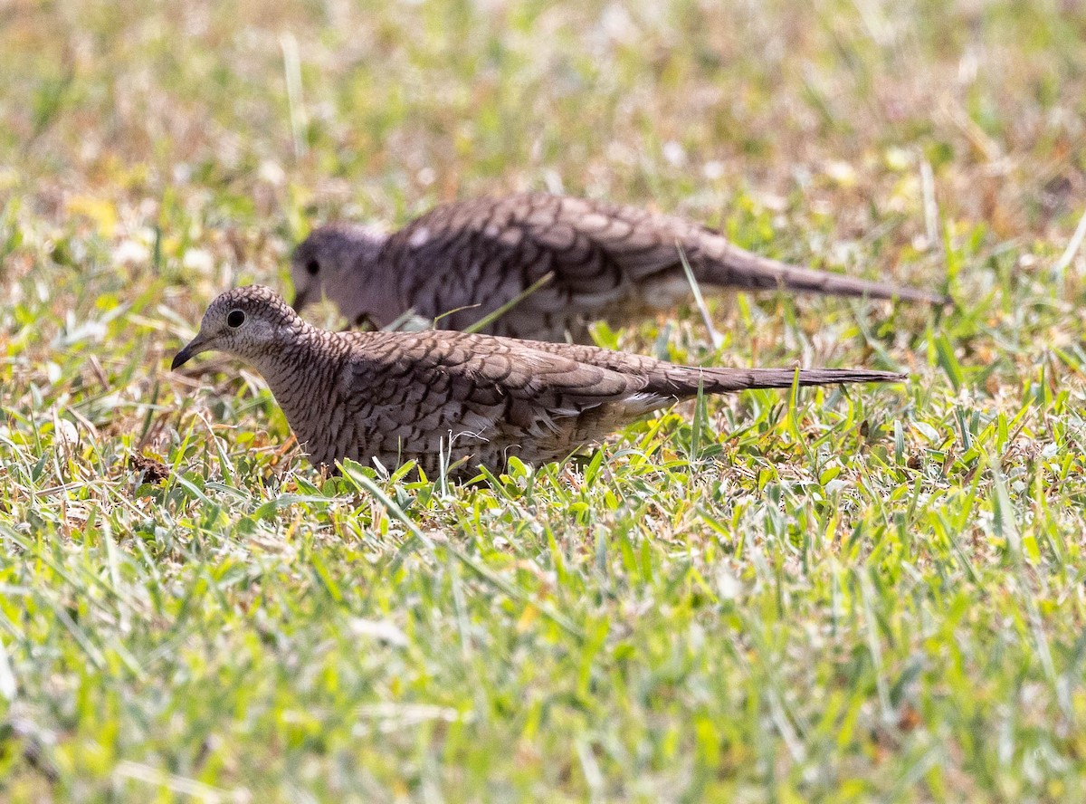 Inca Dove - Chris George