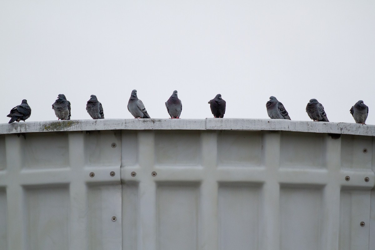 Rock Pigeon (Feral Pigeon) - Michèle Delisle