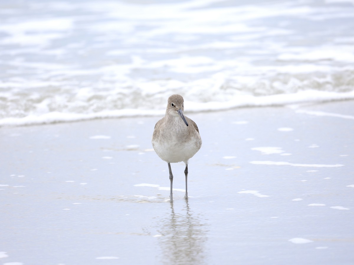 Willet - ML612874902