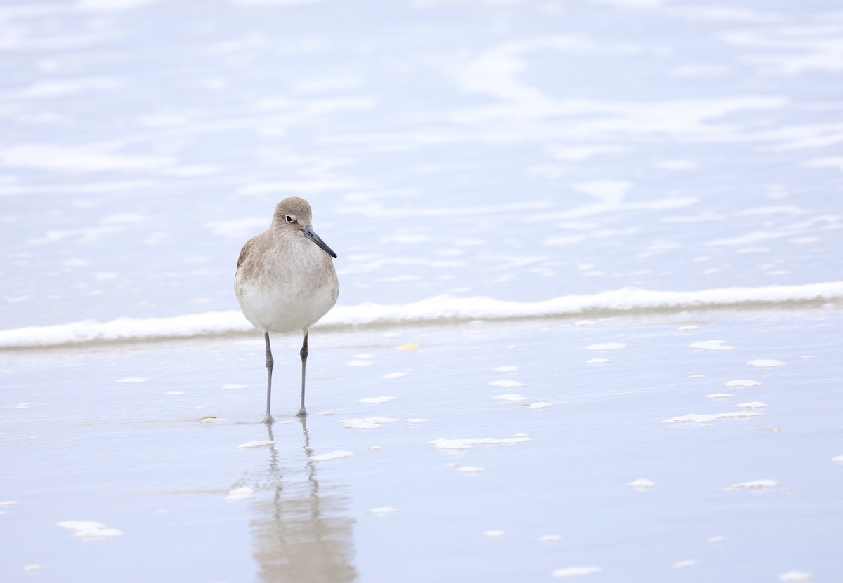 Willet - ML612874904