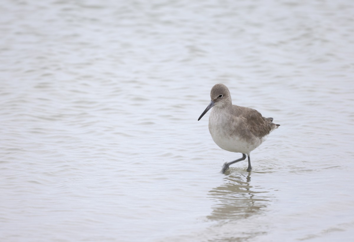 Willet - ML612874905