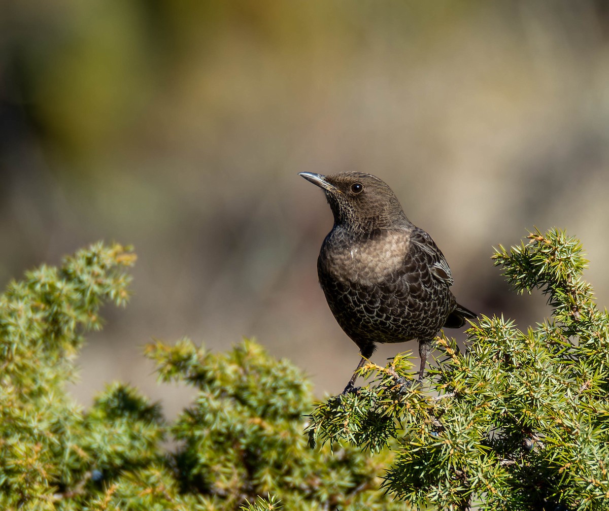 Ring Ouzel - ML612874934