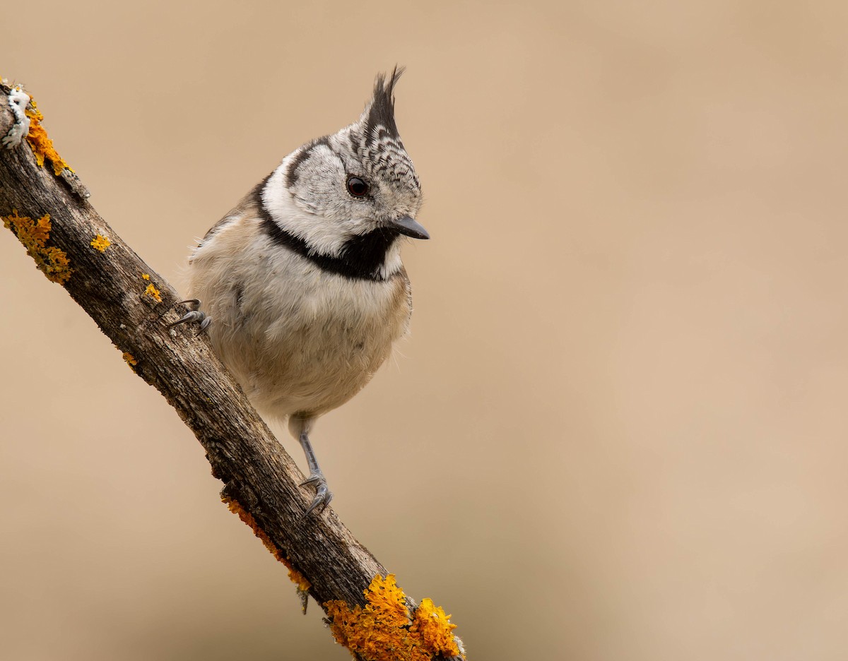 Crested Tit - ML612874980