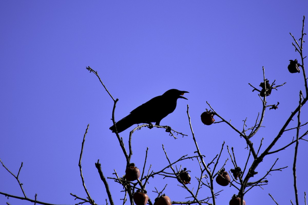 American Crow - ML612875035