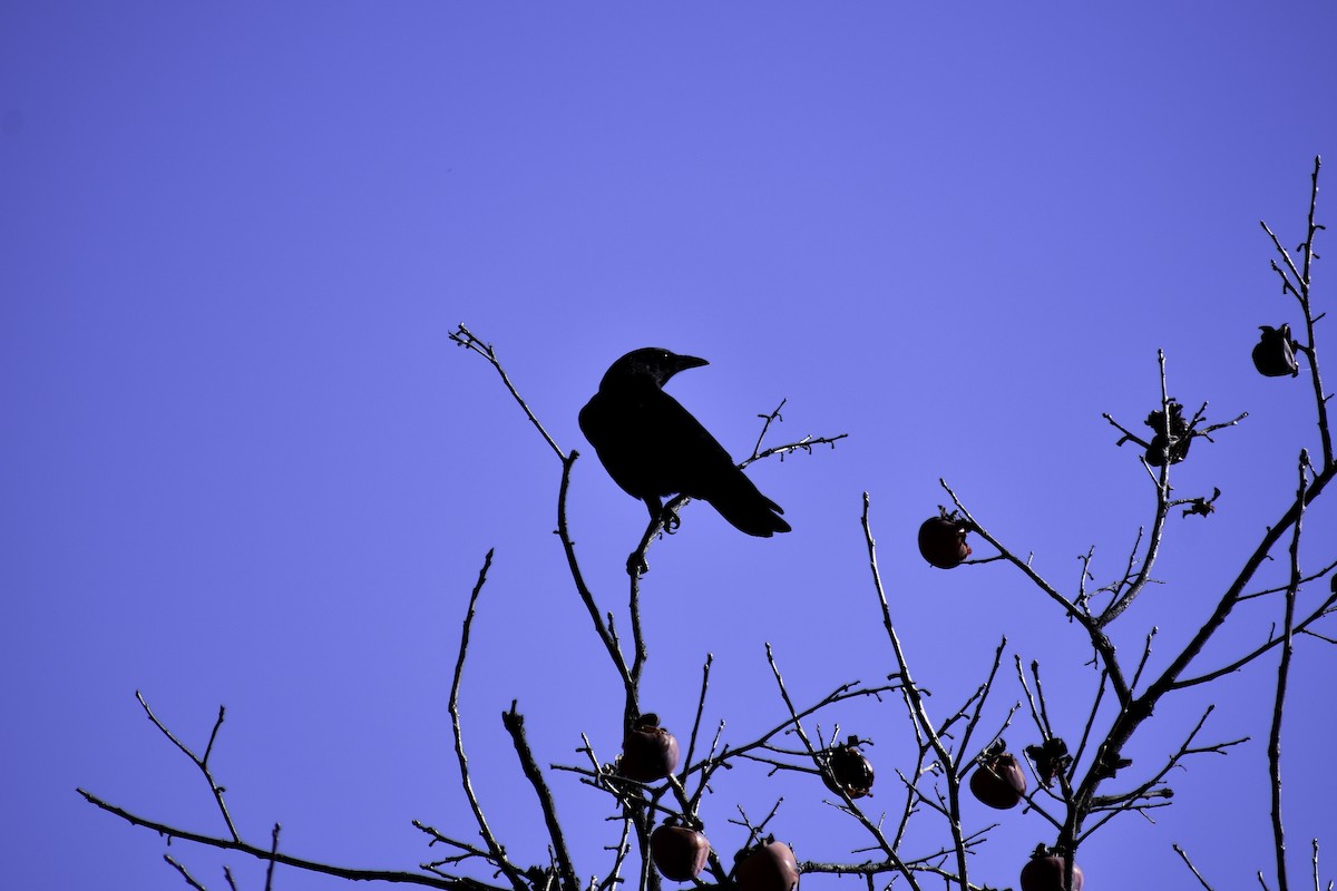 American Crow - ML612875036