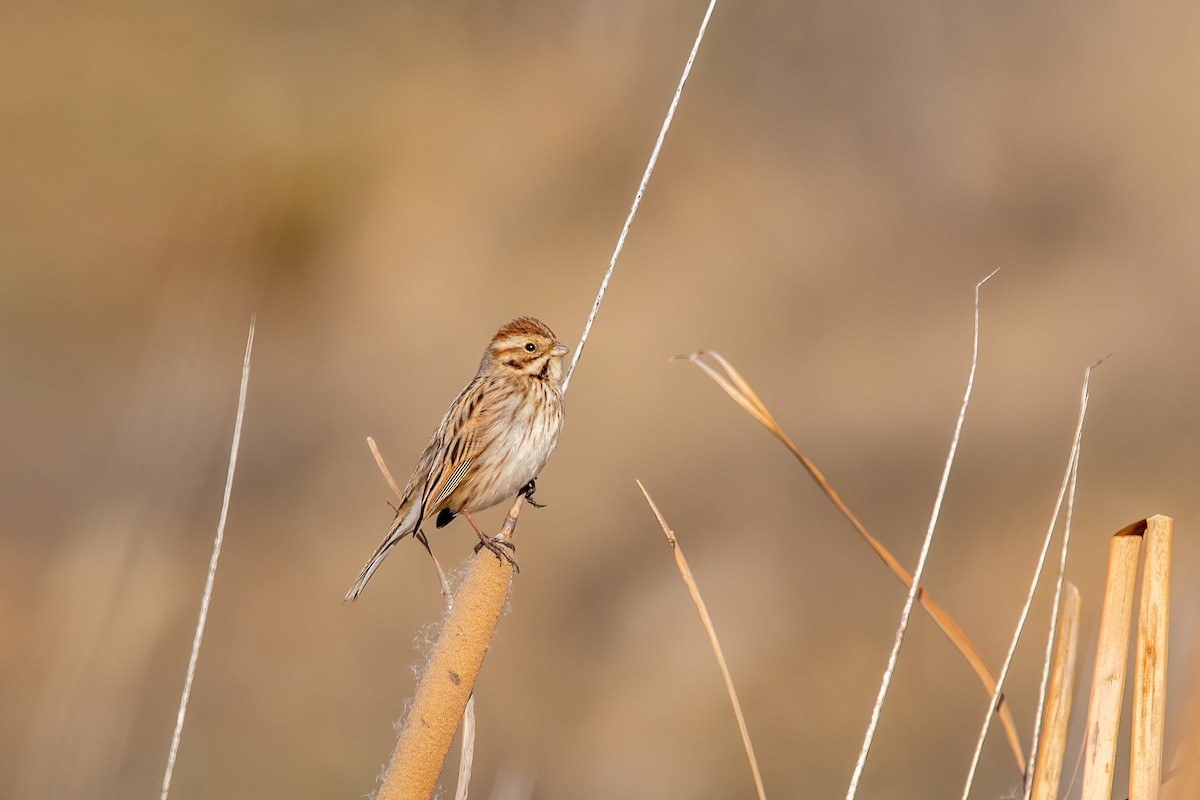 Reed Bunting - ML612875124