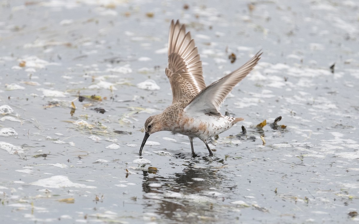 Curlew Sandpiper - ML612875160