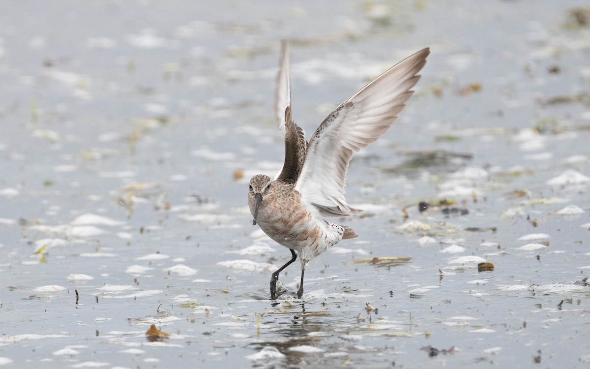 Curlew Sandpiper - ML612875161