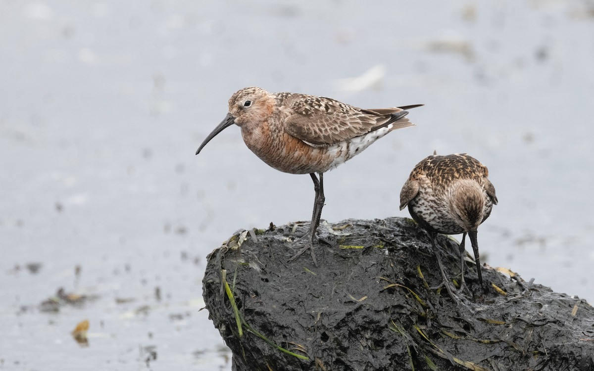 Curlew Sandpiper - ML612875188